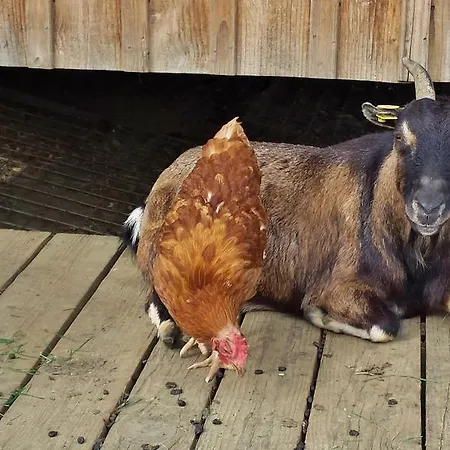 Appartement Perhofer *