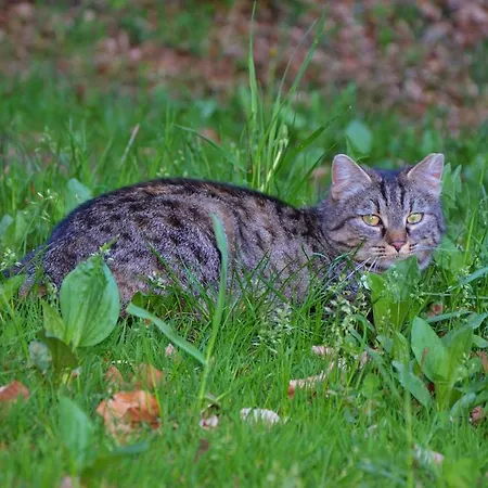 Apartamento Perhofer *