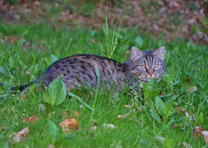 Lägenhet Perhofer *